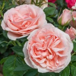 Rosier DONATELLA ® Meikerira 14 Rosier DONATELLA ® Meikerira -Meilland Richardier Soldes 1029 2962 rosier donatella meikerira t1000