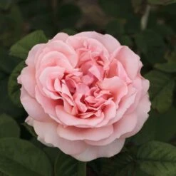 Rosier DONATELLA ® Meikerira 16 Rosier DONATELLA ® Meikerira -Meilland Richardier Soldes 1029 2962 rosier donatella meikerira t1000