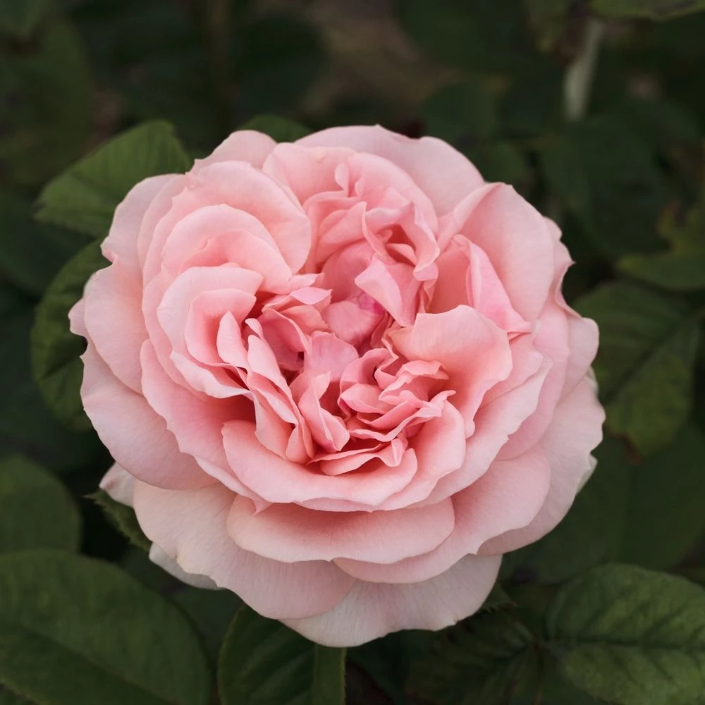 Rosier DONATELLA ® Meikerira 7 Rosier DONATELLA ® Meikerira – Image 5