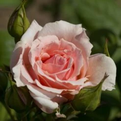 Rosier DONATELLA ® Meikerira 13 Rosier DONATELLA ® Meikerira -Meilland Richardier Soldes 1029 2962b rosier donatella meikerira t1000