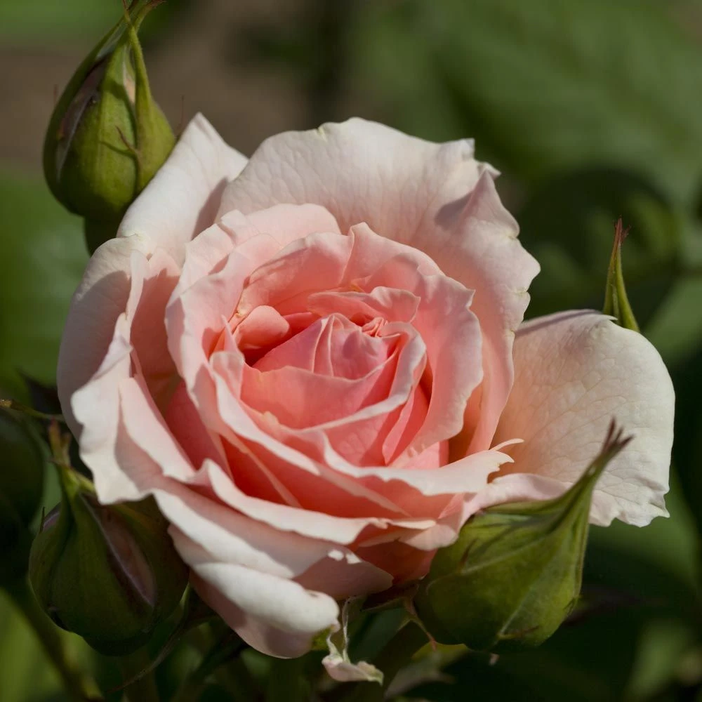 Rosier DONATELLA ® Meikerira 4 Rosier DONATELLA ® Meikerira – Image 2