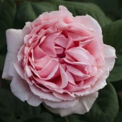 Rosier DONATELLA ® Meikerira 17 Rosier DONATELLA ® Meikerira -Meilland Richardier Soldes 1029 2962d rosier donatella meikerira t1000