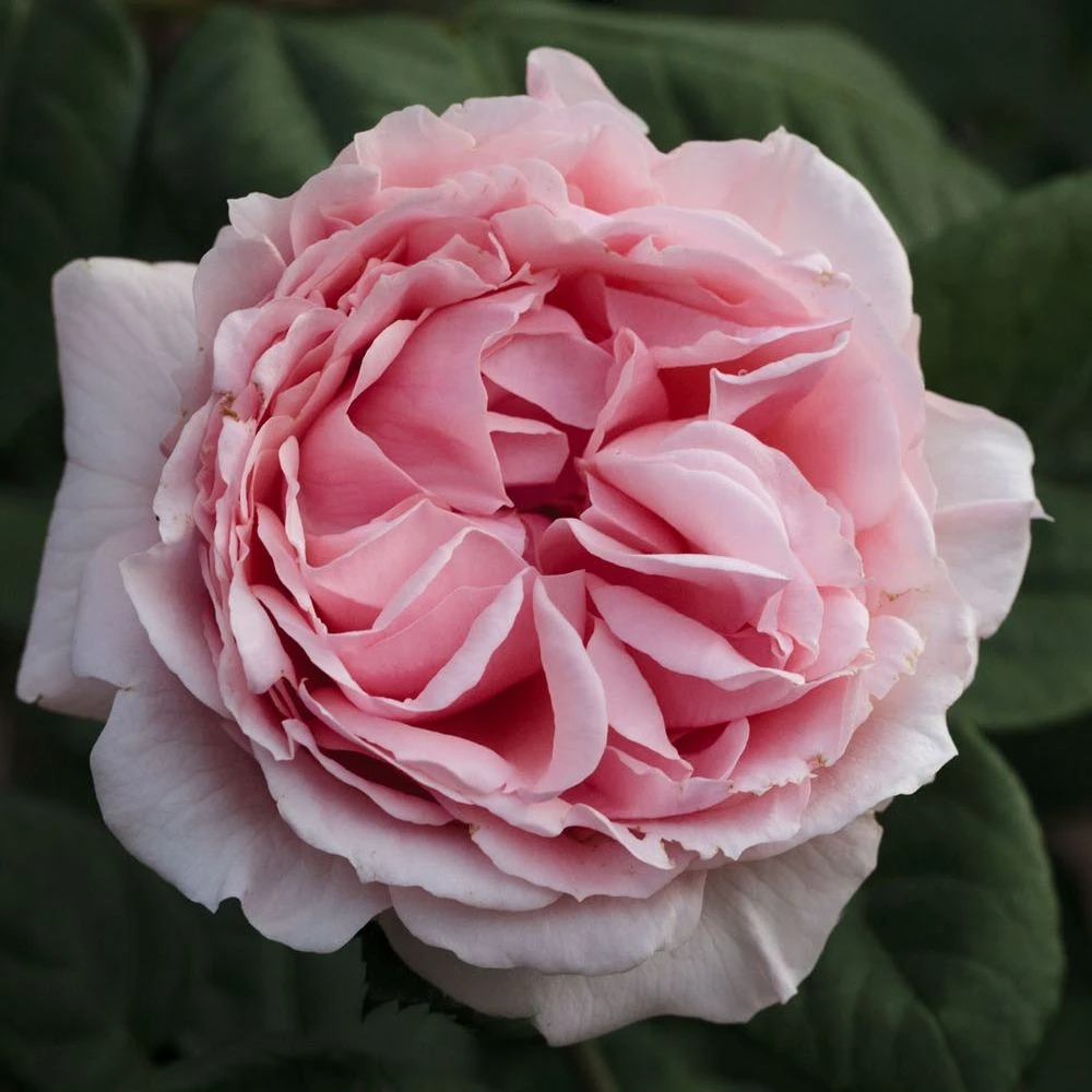 Rosier DONATELLA ® Meikerira 8 Rosier DONATELLA ® Meikerira – Image 6