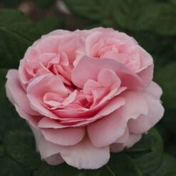 Rosier DONATELLA ® Meikerira 18 Rosier DONATELLA ® Meikerira -Meilland Richardier Soldes 1029 2962e rosier donatella meikerira t1000