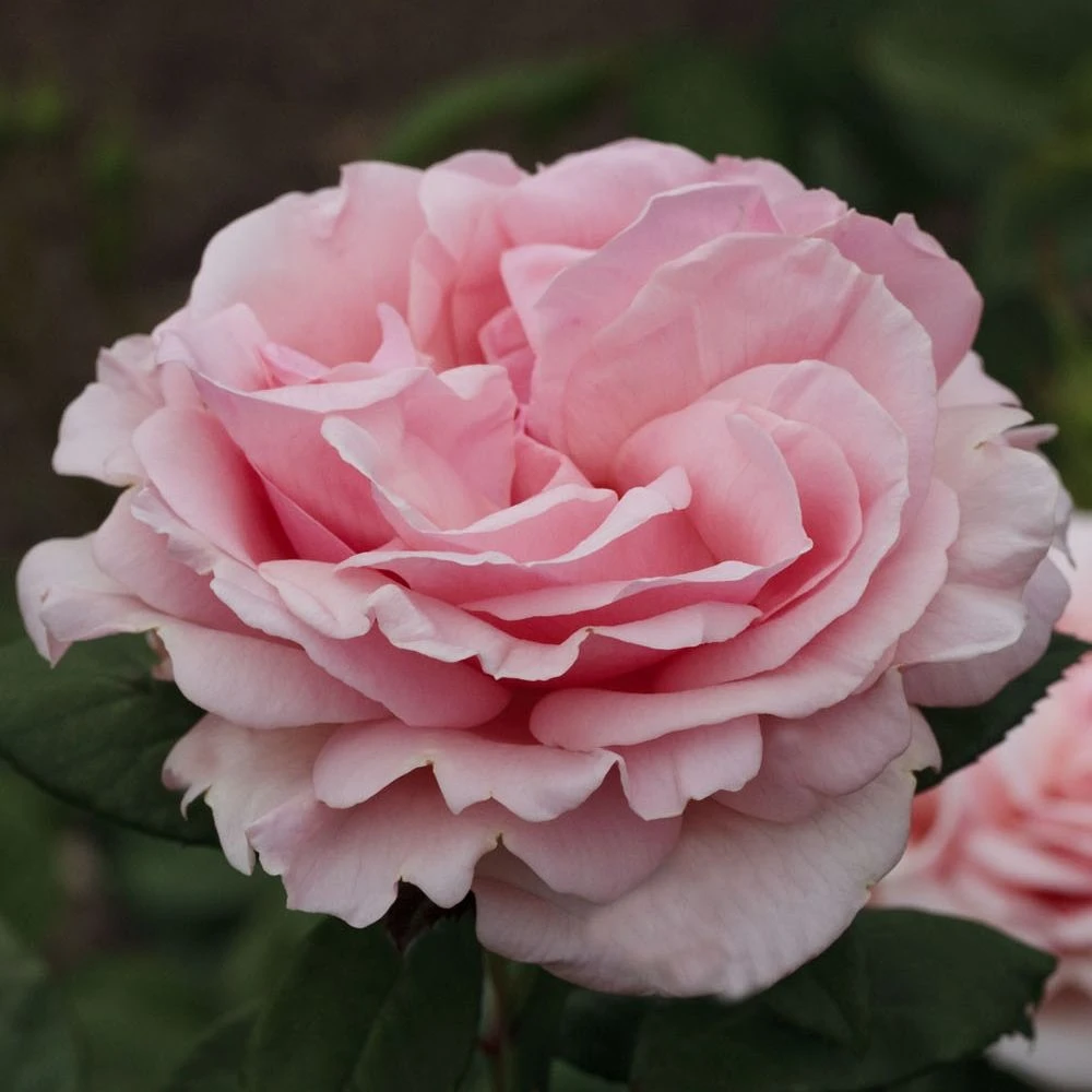 Rosier DONATELLA ® Meikerira 10 Rosier DONATELLA ® Meikerira – Image 8