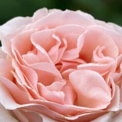 Rosier DONATELLA ® Meikerira 20 Rosier DONATELLA ® Meikerira -Meilland Richardier Soldes 1029 2962g rosier donatella meikerira t1000