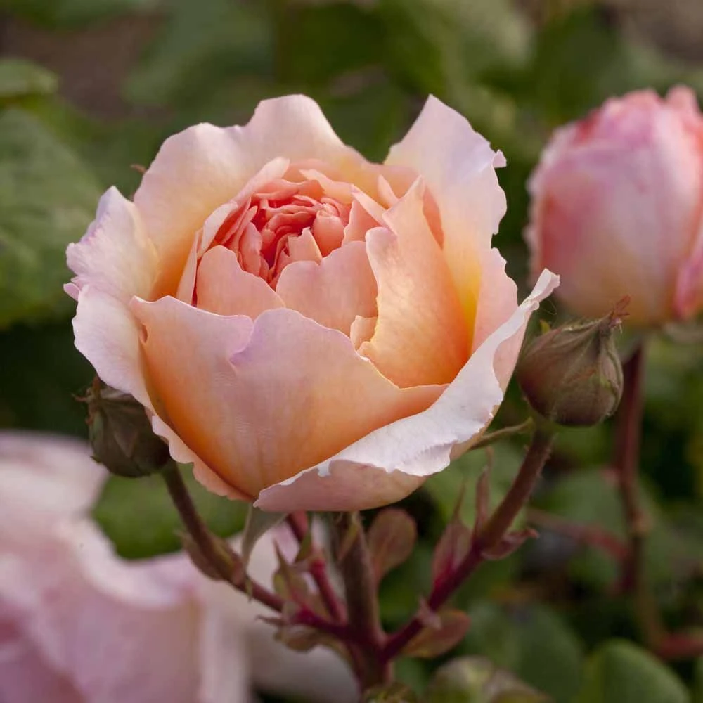 Rosier PRINCESSE CHARLENE DE MONACO ® Meidysouk 4 Rosier PRINCESSE CHARLENE DE MONACO ® Meidysouk – Image 2