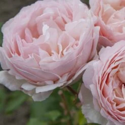 Rosier PRINCESSE CHARLENE DE MONACO ® Meidysouk 9 Rosier PRINCESSE CHARLENE DE MONACO ® Meidysouk -Meilland Richardier Soldes 1031 2921g rosier princesse charlene de monaco meidysouk t1000