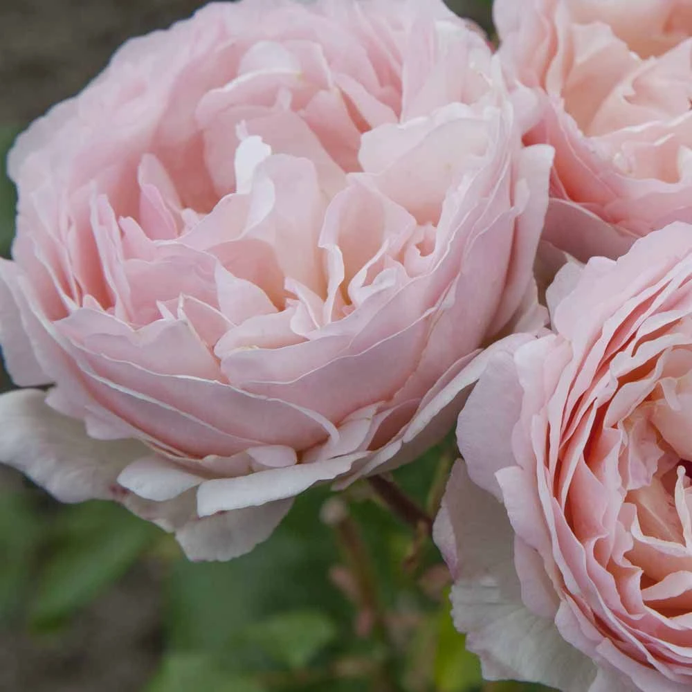 Rosier PRINCESSE CHARLENE DE MONACO ® Meidysouk 5 Rosier PRINCESSE CHARLENE DE MONACO ® Meidysouk – Image 3