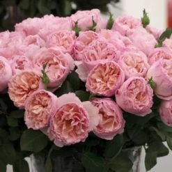 Rosier PRINCESSE CHARLENE DE MONACO ® Meidysouk 10 Rosier PRINCESSE CHARLENE DE MONACO ® Meidysouk -Meilland Richardier Soldes 1031 2921l rosier princesse charlene de monaco meidysouk t1000