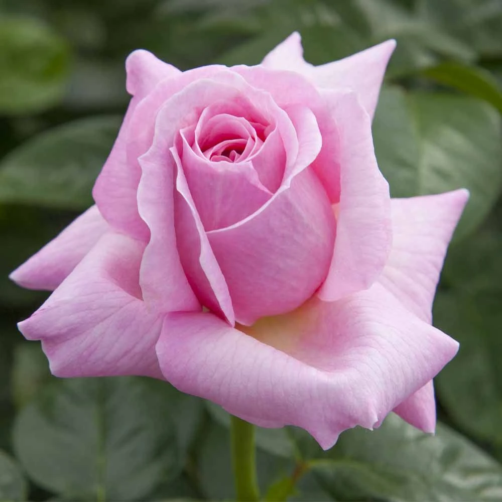 Rosier Pink EUREKA ® Meiagadou 4 Rosier Pink EUREKA ® Meiagadou – Image 2