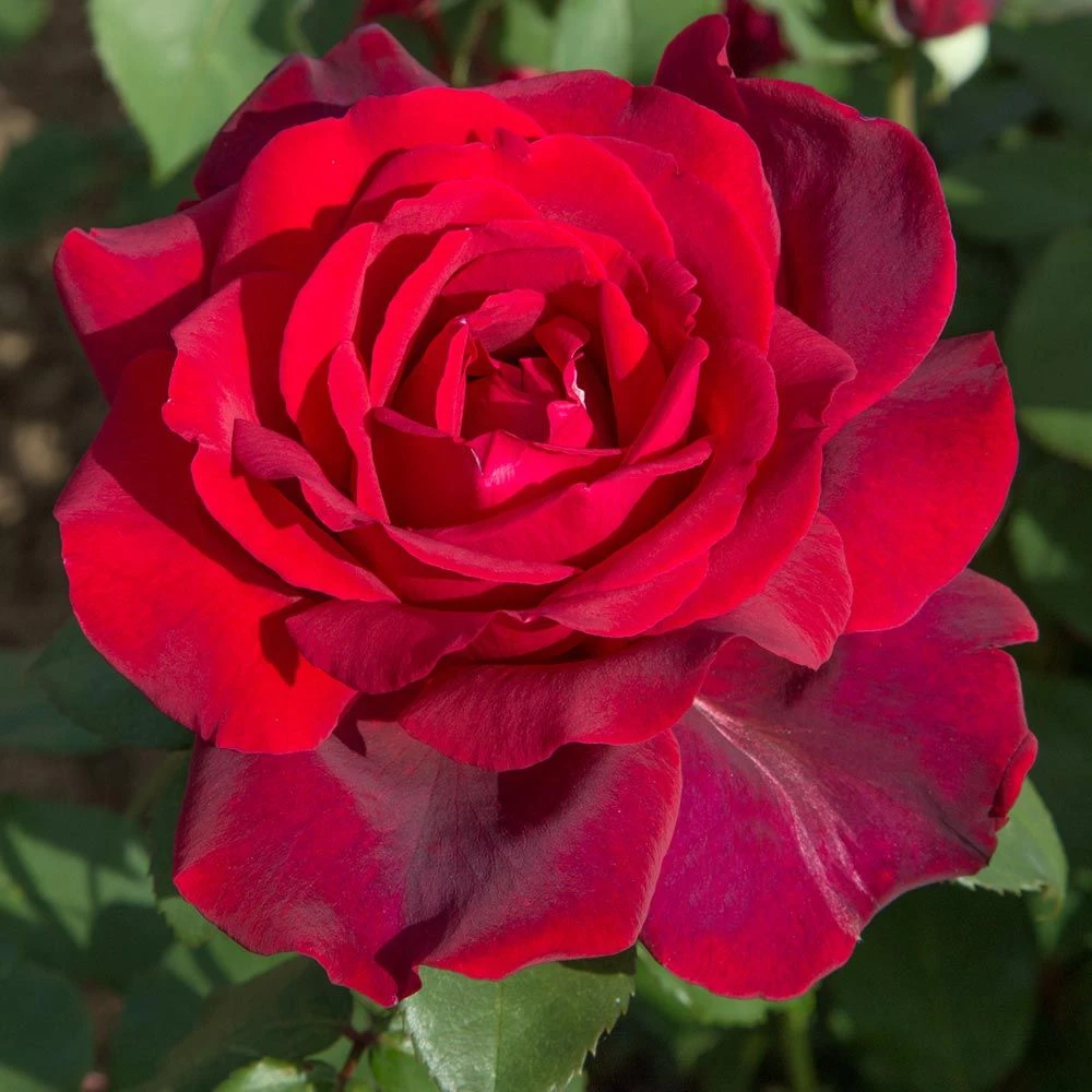 Rosier Jubilé PAPA MEILLAND ® Meiceazar 4 Rosier Jubilé PAPA MEILLAND ® Meiceazar – Image 2