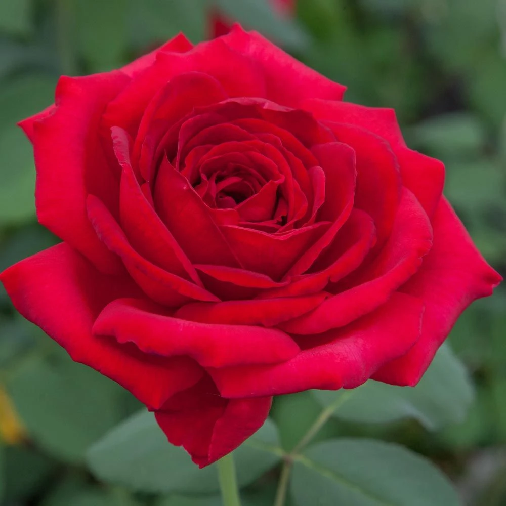 Rosier Jubilé PAPA MEILLAND ® Meiceazar 3 Rosier Jubilé PAPA MEILLAND ® Meiceazar