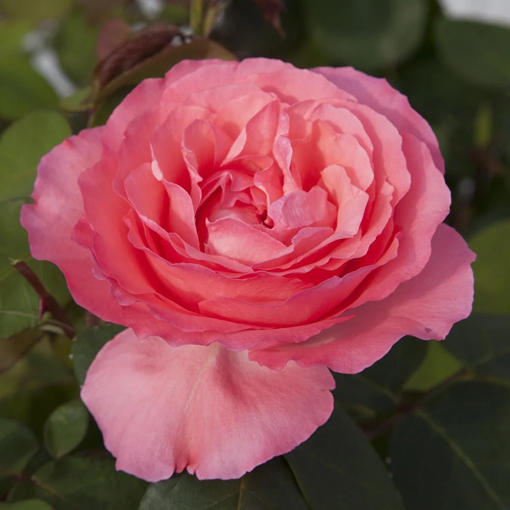 Rosier PANTHERE ROSE ® Meicapinal 4 Rosier PANTHERE ROSE ® Meicapinal – Image 2