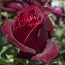 Rosier PAPA MEILLAND ® Meicesar 8 Rosier PAPA MEILLAND ® Meicesar -Meilland Richardier Soldes 1036 2936a rosier papa meilland meicesar mi t1000