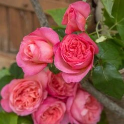 Rosier Mademoiselle MEILLAND ® Meinostair 14 Rosier Mademoiselle MEILLAND ® Meinostair -Meilland Richardier Soldes 1037 2980 2318b rosier mademoiselle meilland meinostair mi t1000