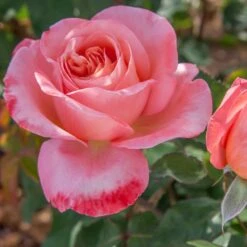 Rosier Mademoiselle MEILLAND ® Meinostair 15 Rosier Mademoiselle MEILLAND ® Meinostair -Meilland Richardier Soldes 1037 2980 2318o rosier mademoiselle meilland meinostair mi t1000