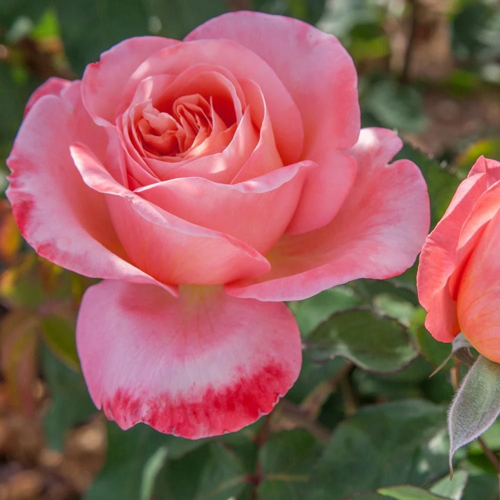 Rosier Mademoiselle MEILLAND ® Meinostair 6 Rosier Mademoiselle MEILLAND ® Meinostair – Image 4