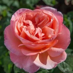 Rosier Mademoiselle MEILLAND ® Meinostair 13 Rosier Mademoiselle MEILLAND ® Meinostair -Meilland Richardier Soldes 1037 2980 2318q rosier mademoiselle meilland meinostair mi t1000 1