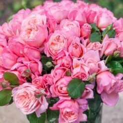 Rosier Mademoiselle MEILLAND ® Meinostair 17 Rosier Mademoiselle MEILLAND ® Meinostair -Meilland Richardier Soldes 1037 2980 2318r rosier mademoiselle meilland meinostair mi t1000 2