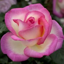 Rosier PRINCESSE DE MONACO ® Meimagarmic 7 Rosier PRINCESSE DE MONACO ® Meimagarmic -Meilland Richardier Soldes 1038 2938 rosier princesse de monaco meimagarmic t1000