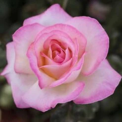 Rosier PRINCESSE DE MONACO ® Meimagarmic 8 Rosier PRINCESSE DE MONACO ® Meimagarmic -Meilland Richardier Soldes 1038 2938a rosier princesse de monaco meimagarmic t1000