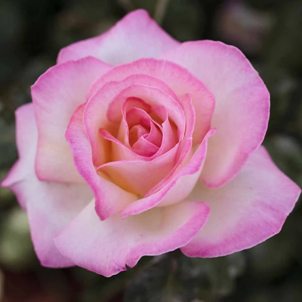 Rosier PRINCESSE DE MONACO ® Meimagarmic 5 Rosier PRINCESSE DE MONACO ® Meimagarmic – Image 3