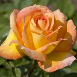 Meilland Richardier Soldes -Meilland Richardier Soldes 1040 2960e rosier summertime meipiokou mi t1000