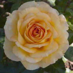 Rosier SUMMERTIME ® Meipiokou -Meilland Richardier Soldes 1040 2960f rosier summertime meipiokou mi t1000