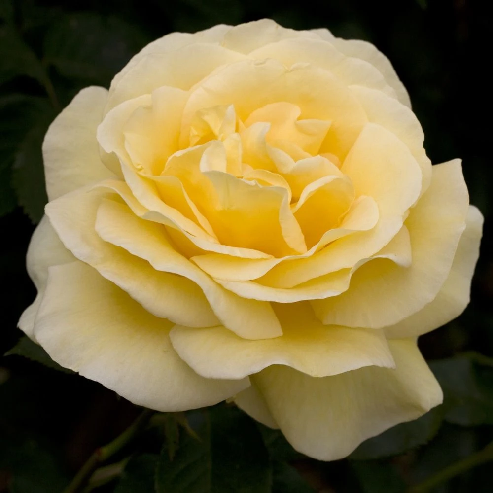 Rosier RAFFAELLO ® Meikanaro 4 Rosier RAFFAELLO ® Meikanaro – Image 2