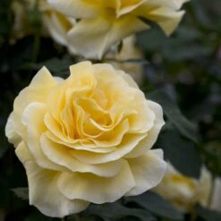 Rosier RAFFAELLO ® Meikanaro 11 Rosier RAFFAELLO ® Meikanaro -Meilland Richardier Soldes 1042 1964b rosier raffaello meikanaro t1000