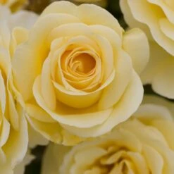 Rosier RAFFAELLO ® Meikanaro 12 Rosier RAFFAELLO ® Meikanaro -Meilland Richardier Soldes 1042 1964c rosier raffaello meikanaro t1000