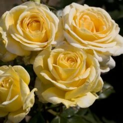 Rosier RAFFAELLO ® Meikanaro 15 Rosier RAFFAELLO ® Meikanaro -Meilland Richardier Soldes 1042 1964d rosier raffaello meikanaro t1000