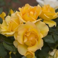 Rosier EUREKA ® Meizambaizt 11 Rosier EUREKA ® Meizambaizt -Meilland Richardier Soldes 1046 2996 2203a rosier eureka meizambaizt t1000