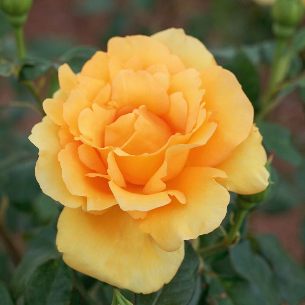 Rosier EUREKA ® Meizambaizt 8 Rosier EUREKA ® Meizambaizt – Image 6