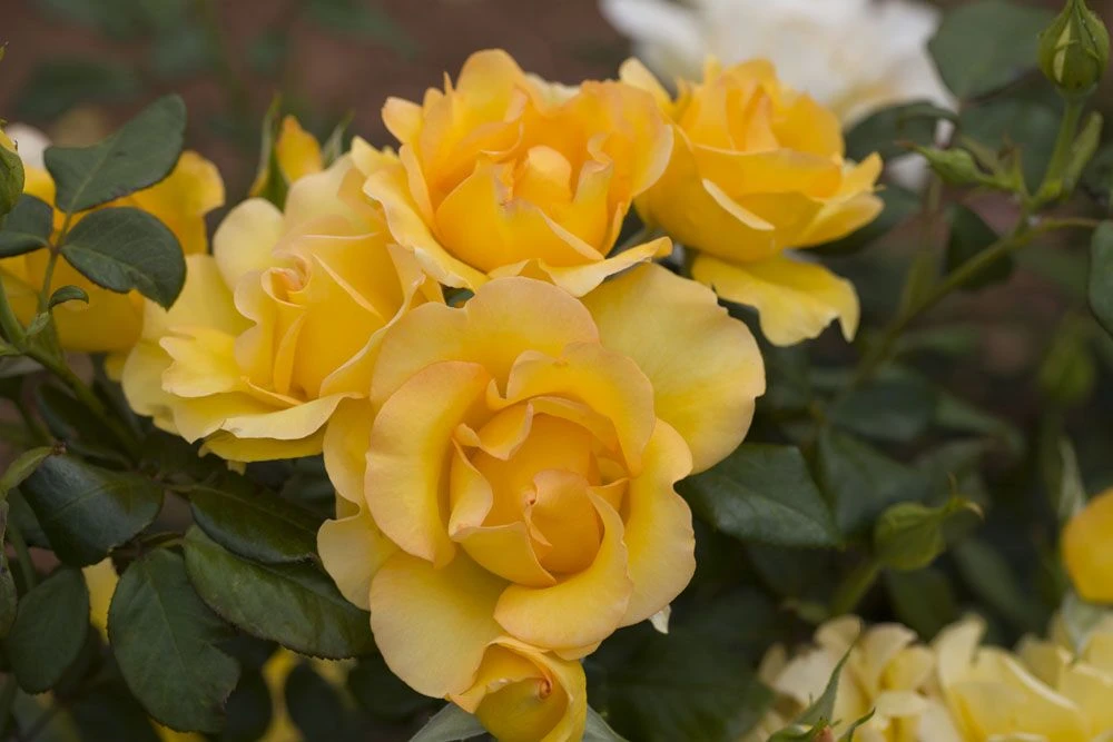 Rosier EUREKA ® Meizambaizt 7 Rosier EUREKA ® Meizambaizt – Image 5