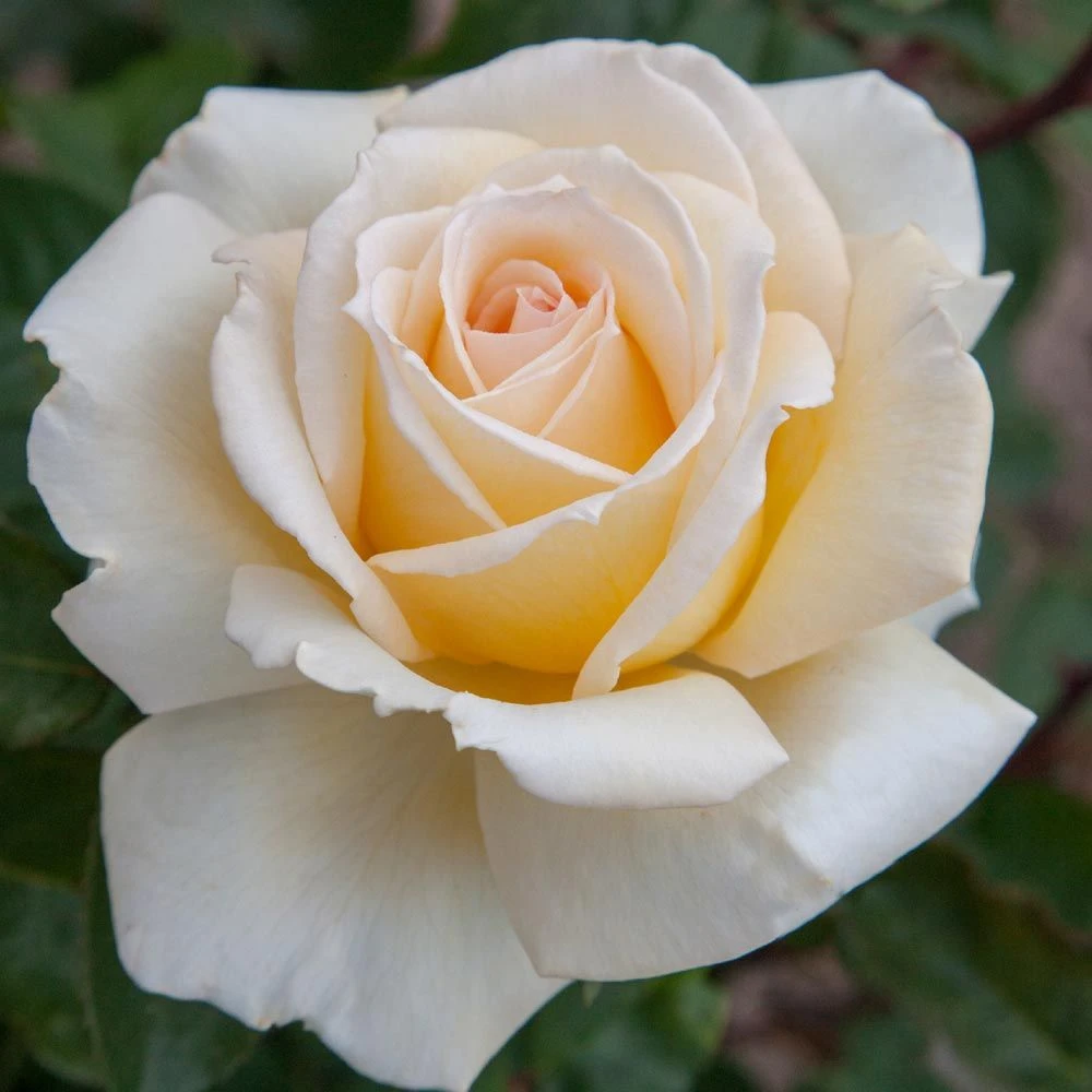 Rosier CHRISTOPHE DECHAVANNE ® Meibarbaru 3 Rosier CHRISTOPHE DECHAVANNE ® Meibarbaru