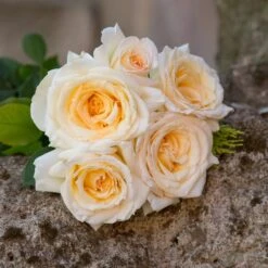 Rosier CHRISTOPHE DECHAVANNE ® Meibarbaru 8 Rosier CHRISTOPHE DECHAVANNE ® Meibarbaru -Meilland Richardier Soldes 1047 2977a rosier christophe dechavanne meibarbaru mi t1000