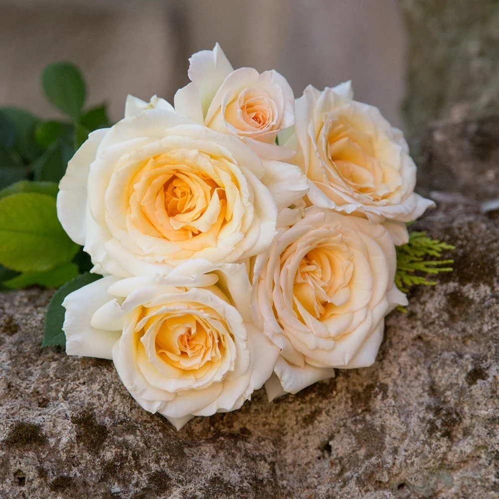 Rosier CHRISTOPHE DECHAVANNE ® Meibarbaru 4 Rosier CHRISTOPHE DECHAVANNE ® Meibarbaru – Image 2