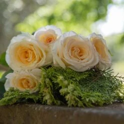 Rosier CHRISTOPHE DECHAVANNE ® Meibarbaru 10 Rosier CHRISTOPHE DECHAVANNE ® Meibarbaru -Meilland Richardier Soldes 1047 2977b rosier christophe dechavanne meibarbaru mi t1000