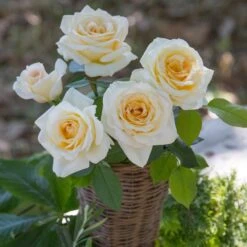 Rosier CHRISTOPHE DECHAVANNE ® Meibarbaru 9 Rosier CHRISTOPHE DECHAVANNE ® Meibarbaru -Meilland Richardier Soldes 1047 2977c rosier christophe dechavanne meibarbaru mi t1000