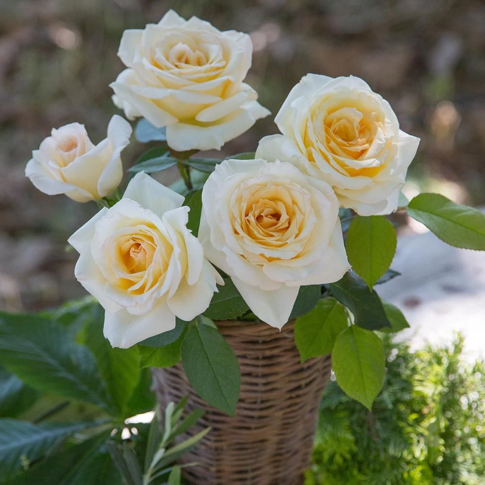 Rosier CHRISTOPHE DECHAVANNE ® Meibarbaru 5 Rosier CHRISTOPHE DECHAVANNE ® Meibarbaru – Image 3