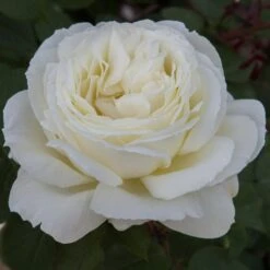 Rosier JEANNE MOREAU ® Meidiaphaz 9 Rosier JEANNE MOREAU ® Meidiaphaz -Meilland Richardier Soldes 1049 2907a rosier jeanne moreau meidiaphaz t1000