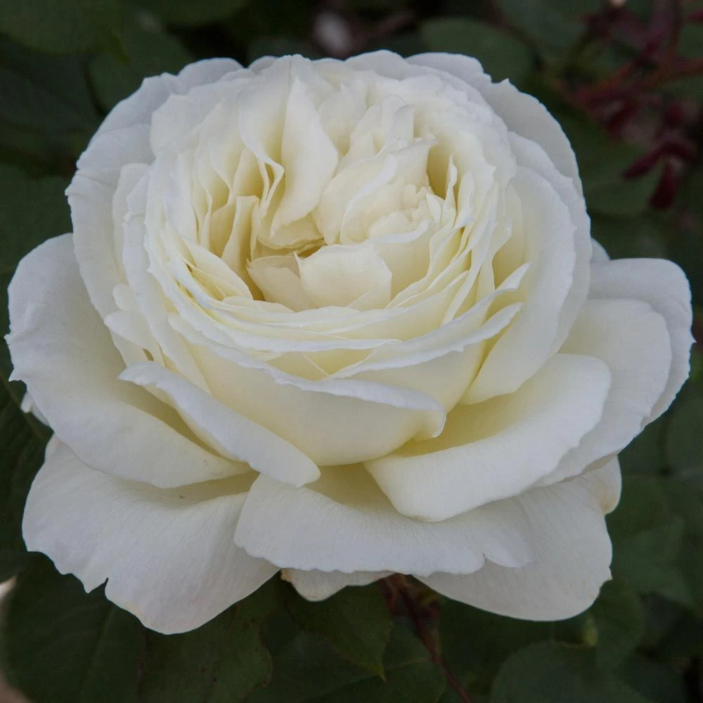 Rosier JEANNE MOREAU ® Meidiaphaz 5 Rosier JEANNE MOREAU ® Meidiaphaz – Image 3