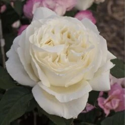 Rosier JEANNE MOREAU ® Meidiaphaz 8 Rosier JEANNE MOREAU ® Meidiaphaz -Meilland Richardier Soldes 1049 2907c rosier jeanne moreau meidiaphaz mi t1000