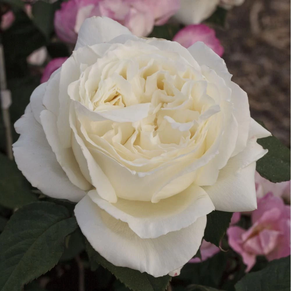 Rosier JEANNE MOREAU ® Meidiaphaz 4 Rosier JEANNE MOREAU ® Meidiaphaz – Image 2