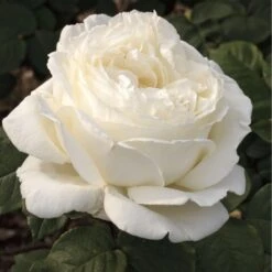 Rosier JEANNE MOREAU ® Meidiaphaz 10 Rosier JEANNE MOREAU ® Meidiaphaz -Meilland Richardier Soldes 1049 2907d rosier jeanne moreau meidiaphaz mi t1000