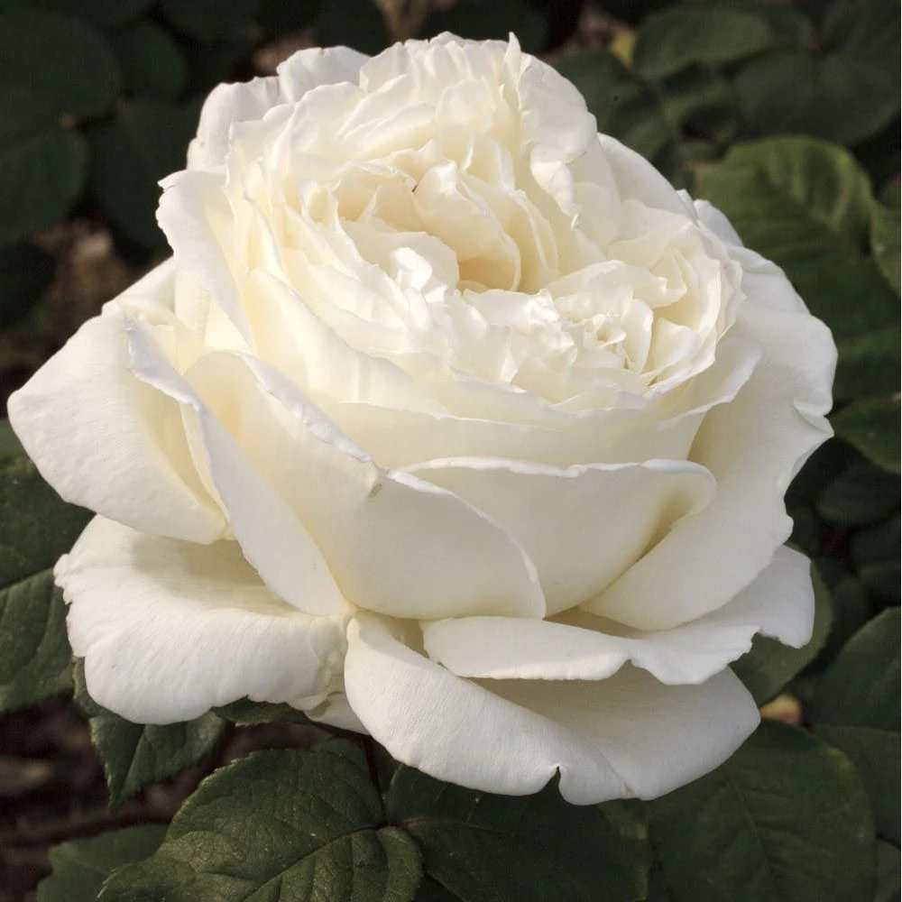 Rosier JEANNE MOREAU ® Meidiaphaz 6 Rosier JEANNE MOREAU ® Meidiaphaz – Image 4