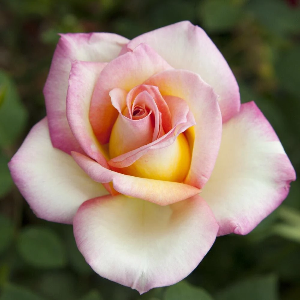 Rosier Sweet EUREKA ® Meihozihas 7 Rosier Sweet EUREKA ® Meihozihas – Image 5