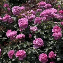 Rosier YVES PIAGET ® Meivildo -Meilland Richardier Soldes 1054 2961a rosier yves piaget meivildo mi t1000